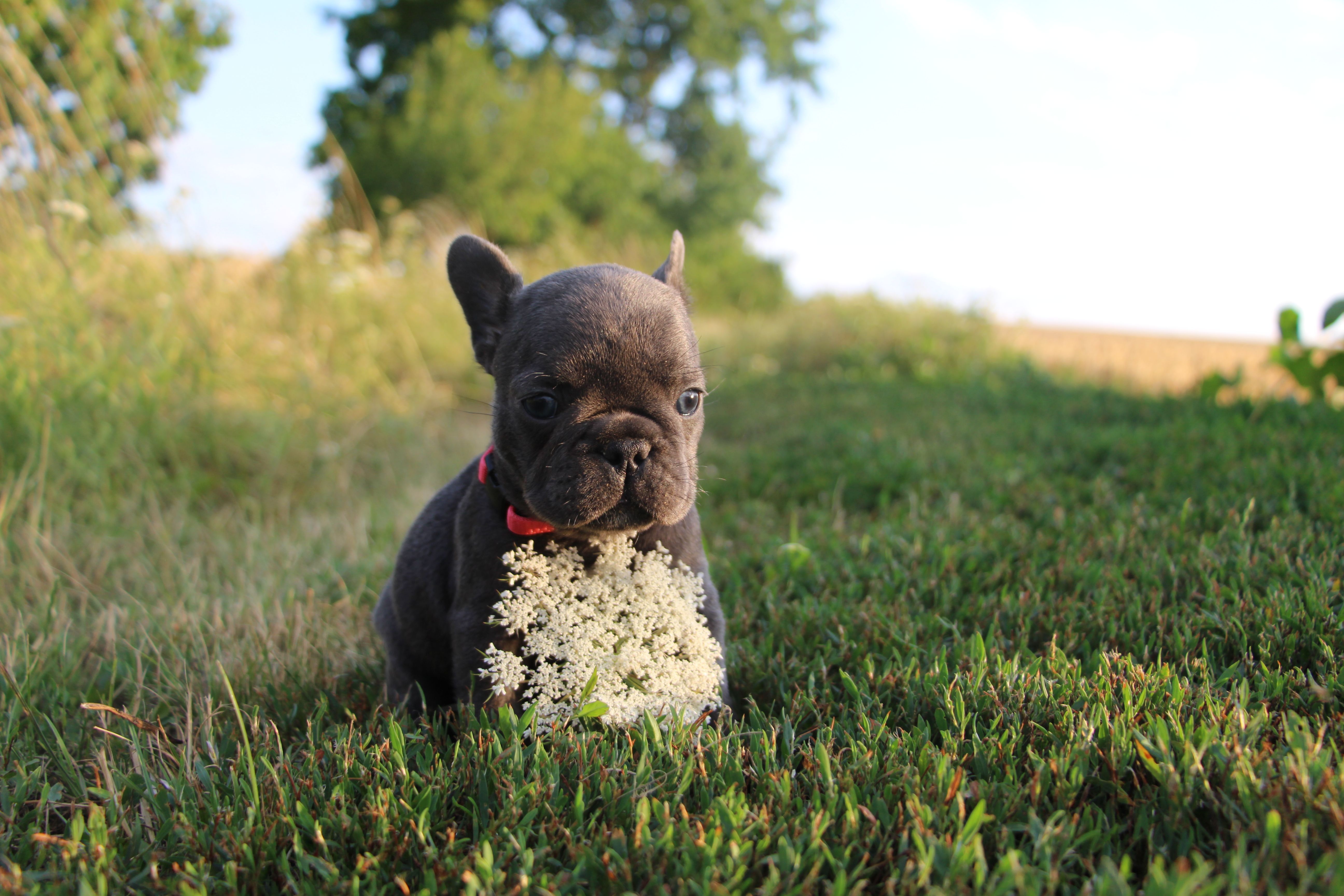 <svg class='pink'></svg> <b>Miss Little Heart</b> <svg class='pink'></svg>